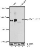 Anti-Phospho-STAT1-S727 antibody produced in rabbit