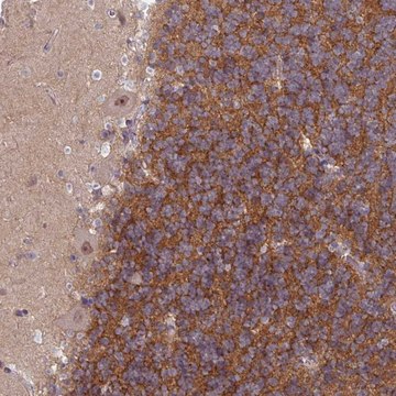 Anti-TTLL7 antibody produced in rabbit Prestige Antibodies&#174; Powered by Atlas Antibodies, affinity isolated antibody, buffered aqueous glycerol solution