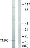 Anti-TNFC antibody produced in rabbit affinity isolated antibody