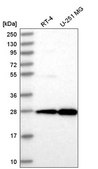 Anti-EMG1 antibody produced in rabbit Prestige Antibodies® Powered by Atlas Antibodies, affinity isolated antibody