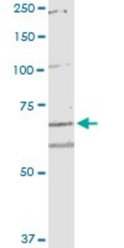 Monoclonal Anti-ARHGEF10 antibody produced in mouse clone 6G5, purified immunoglobulin, buffered aqueous solution