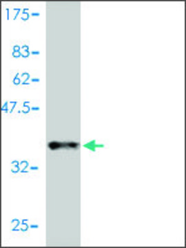 Monoclonal Anti-CCL11 antibody produced in mouse clone 1C8-2C1, purified immunoglobulin, buffered aqueous solution