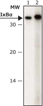 Anti-I&#954;B&#945; antibody produced in rabbit IgG fraction of antiserum, buffered aqueous solution