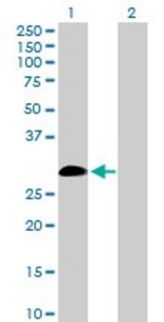 Anti-IL9 antibody produced in rabbit purified immunoglobulin, buffered aqueous solution