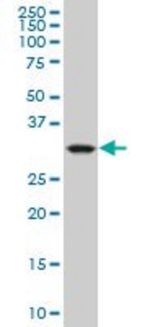 Monoclonal Anti-CRYM, (C-terminal) antibody produced in mouse clone 1C6, purified immunoglobulin, buffered aqueous solution