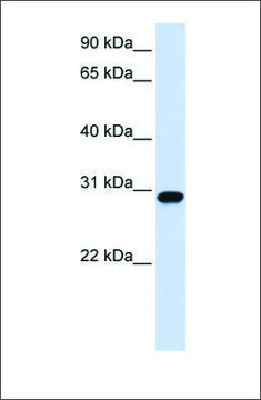 Anti-FOXR1 antibody produced in rabbit affinity isolated antibody