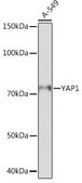 Anti-YAP1 antibody produced in rabbit