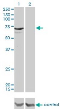 Monoclonal Anti-MYLK2 antibody produced in mouse clone 2G1, purified immunoglobulin, buffered aqueous solution