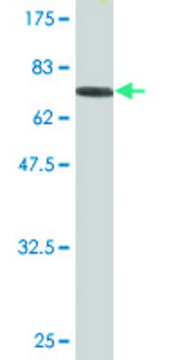 Monoclonal Anti-TNS4 antibody produced in mouse clone 1C1, purified immunoglobulin, buffered aqueous solution