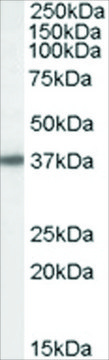 Anti-Bisphosphate 3&#8242;-nucleotidase antibody produced in goat affinity isolated antibody, buffered aqueous solution