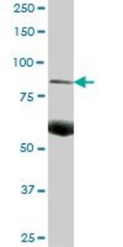 Anti-C7 antibody produced in mouse purified immunoglobulin, buffered aqueous solution