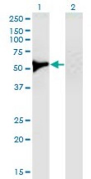 Monoclonal Anti-UGDH, (C-terminal) antibody produced in mouse clone 1B7, ascites fluid