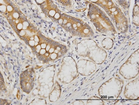 Monoclonal Anti-CDC42BPB antibody produced in mouse clone 2F4, purified immunoglobulin, buffered aqueous solution