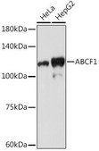 Anti-ABCF1 antibody produced in rabbit