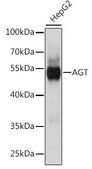 Anti-AGT antibody produced in rabbit