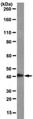 Anti-Serotonin receptor 1A Antibody, clone 19A9.2 clone 19A9.2, from mouse
