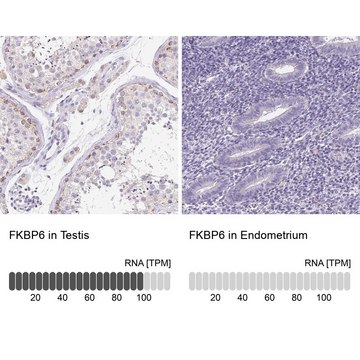 Anti-FKBP6 antibody produced in rabbit Prestige Antibodies&#174; Powered by Atlas Antibodies, affinity isolated antibody, buffered aqueous glycerol solution