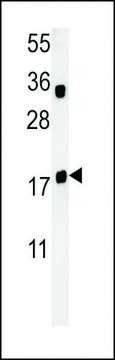 ANTI-TPC6A(N-TERMINAL) antibody produced in rabbit affinity isolated antibody, buffered aqueous solution