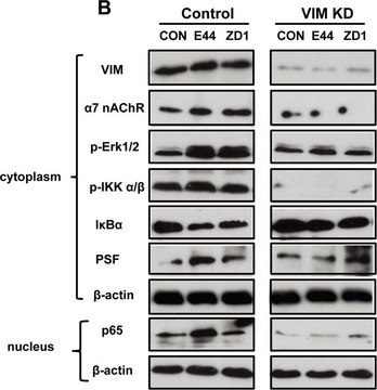 抗PSF单抗 小鼠抗 clone B92, purified from hybridoma cell culture