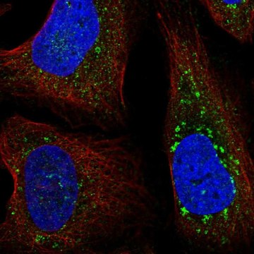 Anti-FYCO1 antibody produced in rabbit Prestige Antibodies&#174; Powered by Atlas Antibodies, affinity isolated antibody