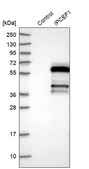 Anti-IPCEF1 antibody produced in rabbit Prestige Antibodies® Powered by Atlas Antibodies, affinity isolated antibody, buffered aqueous glycerol solution