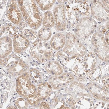 Anti-MYOM3 antibody produced in rabbit Prestige Antibodies&#174; Powered by Atlas Antibodies, affinity isolated antibody, buffered aqueous glycerol solution, ab2