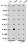 Anti-Lactic acid-Histone H3-K18 antibody produced in rabbit