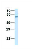 Anti-GPR75 antibody produced in rabbit affinity isolated antibody