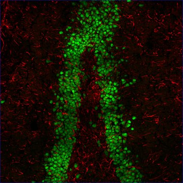 Anti-Mouse IgG2b (&#947;2b), CF&#8482;555 antibody produced in goat ~2&#160;mg/mL, affinity isolated antibody, buffered aqueous solution