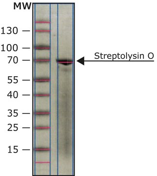 链球菌溶血素O 来源于化脓链球菌 lyophilized powder, Protein ~3&#160;% by Lowry, 25,000-50,000&#160;U/vial