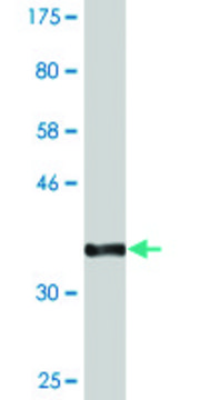 Monoclonal Anti-SLC20A2 antibody produced in mouse clone 4B1, purified immunoglobulin, buffered aqueous solution