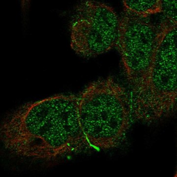 Anti-Cdh10 Antibody Produced In Rabbit Prestige Antibodies&#174; Powered by Atlas Antibodies, affinity isolated antibody, buffered aqueous glycerol solution