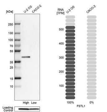 抗-FSTL1 兔抗 Prestige Antibodies&#174; Powered by Atlas Antibodies, affinity isolated antibody, buffered aqueous glycerol solution