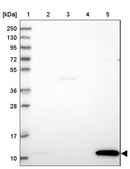 Anti-GCHFR antibody produced in rabbit Prestige Antibodies® Powered by Atlas Antibodies, affinity isolated antibody, buffered aqueous glycerol solution
