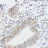 Anti-AKT1 antibody produced in rabbit