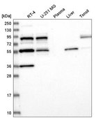 Anti-SREK1 antibody produced in rabbit Prestige Antibodies® Powered by Atlas Antibodies, affinity isolated antibody