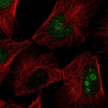 Anti-FAM3A antibody produced in rabbit Prestige Antibodies&#174; Powered by Atlas Antibodies, affinity isolated antibody