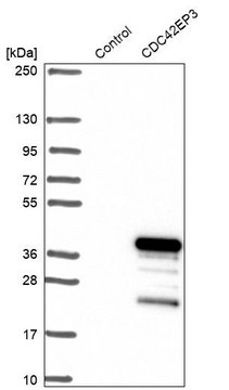 Anti-CDC42EP3 antibody produced in rabbit Prestige Antibodies&#174; Powered by Atlas Antibodies, affinity isolated antibody, buffered aqueous glycerol solution