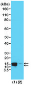 Anti-Phospho-Histone H2A/H4 (Ser1) antibody, Rabbit monoclonal recombinant, expressed in HEK 293 cells, clone RM216, purified immunoglobulin