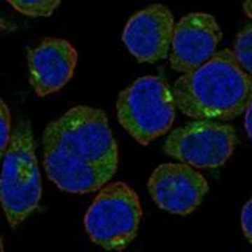 Anti-GOLPH3L antibody produced in rabbit Prestige Antibodies&#174; Powered by Atlas Antibodies, affinity isolated antibody, buffered aqueous glycerol solution