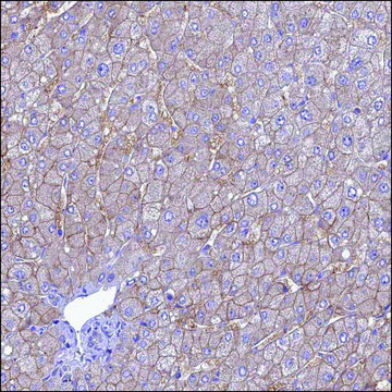 抗 SLC10A1 兔抗 Prestige Antibodies&#174; Powered by Atlas Antibodies, affinity isolated antibody, buffered aqueous glycerol solution