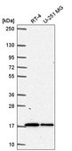 Anti-TMEM133 antibody produced in rabbit Prestige Antibodies® Powered by Atlas Antibodies, affinity isolated antibody