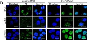 Monoclonal Anti-NPM1 antibody produced in mouse clone 3B2, purified immunoglobulin, buffered aqueous solution