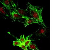 Anti-JMJD4 (NT) Antibody from rabbit