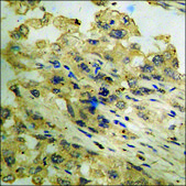 Anti-phospho-Met (pTyr1349) antibody produced in rabbit affinity isolated antibody