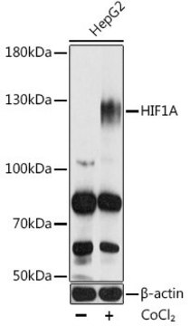 Anti-HIF1A antibody produced in rabbit