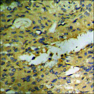 Anti-phospho-Akt (pSer129) antibody produced in rabbit affinity isolated antibody