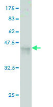 Monoclonal Anti-INSRR antibody produced in mouse clone 2C1, purified immunoglobulin, buffered aqueous solution