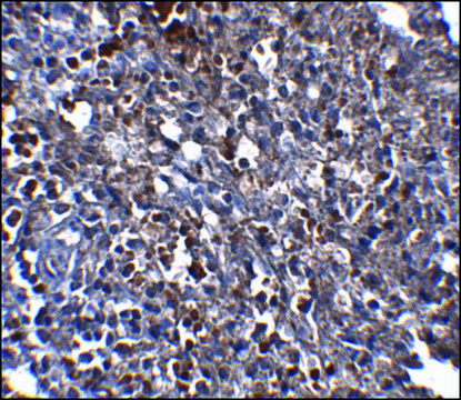 Monoclonal Anti-ORAI1 antibody produced in mouse clone 6D11A11, purified immunoglobulin, buffered aqueous solution