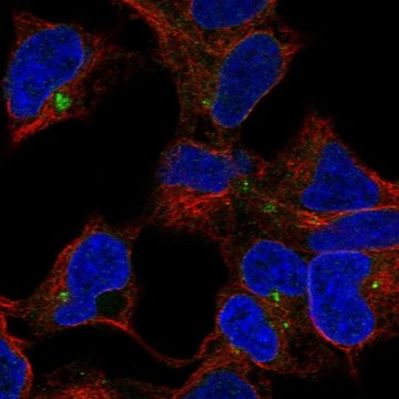 Anti-CLPTM1 antibody produced in rabbit Prestige Antibodies&#174; Powered by Atlas Antibodies, affinity isolated antibody